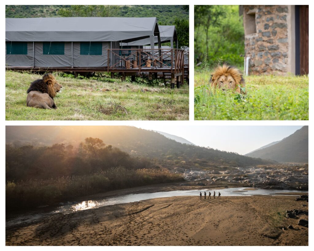 walking safaris ogomeni trails camp