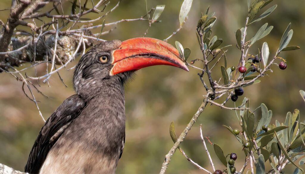 A Haven For Birding Enthusiasts | Babanango Game Reserve