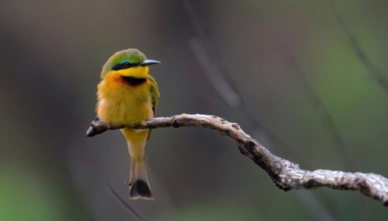 A Haven For Birding Enthusiasts | Babanango Game Reserve