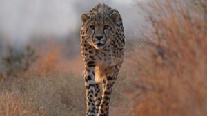 cheetah at babanango game reserve