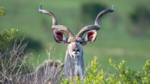 kudu at babanango game reserve