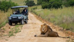male lion viewing at babanango game reserve
