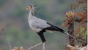 secretary bird at babanango game reserve