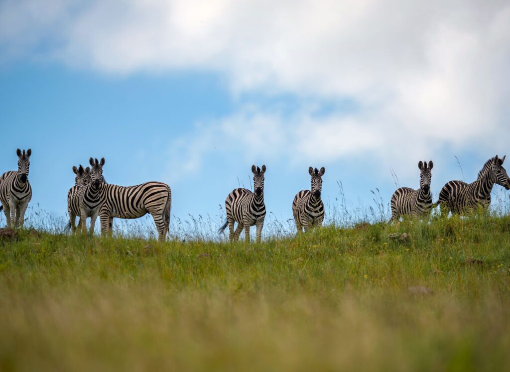 safari getaway in kzn