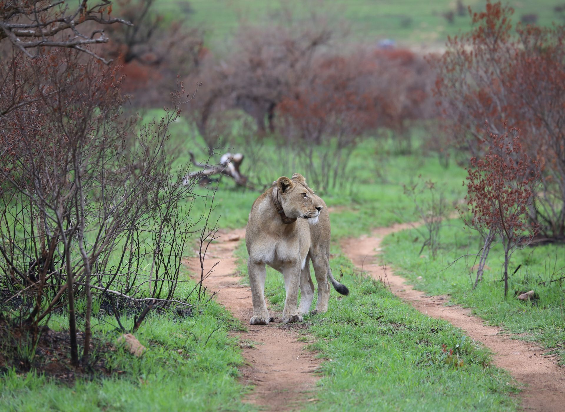 lion in the wild at babanango game reserve