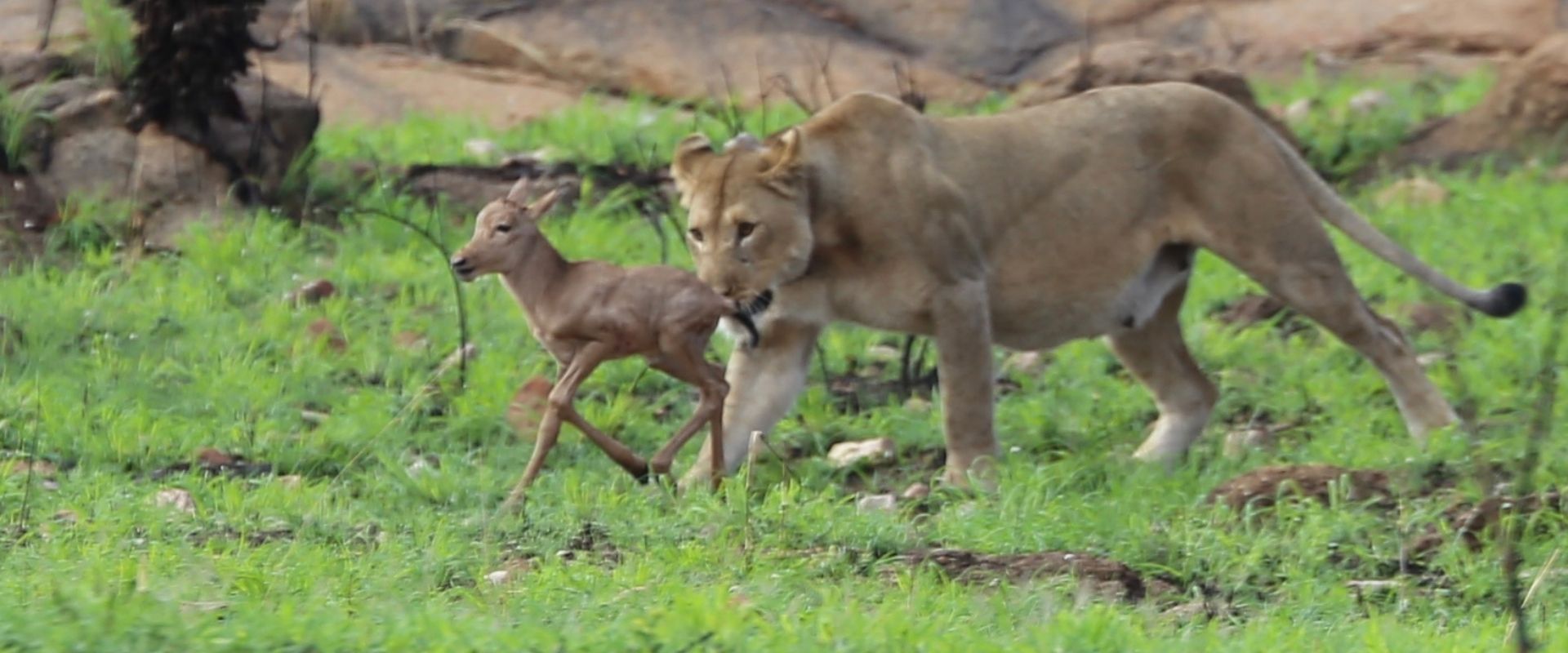 lioness about to catch baby hartebesst at babanango game reserve