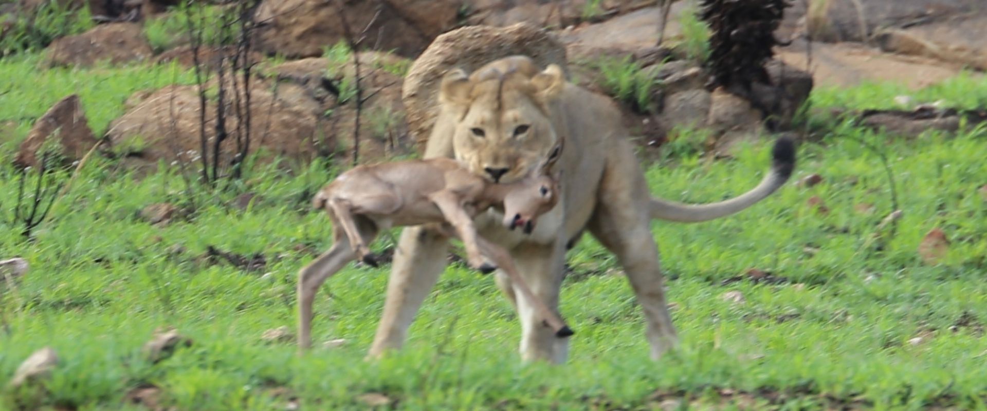 lioness catching baby hartebesst at babanango game reserve