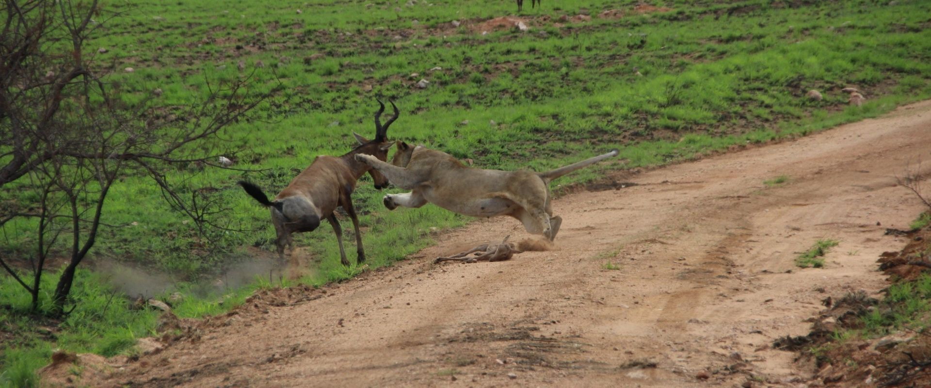 lioness fighting mother hartebeest at babanango game reserve