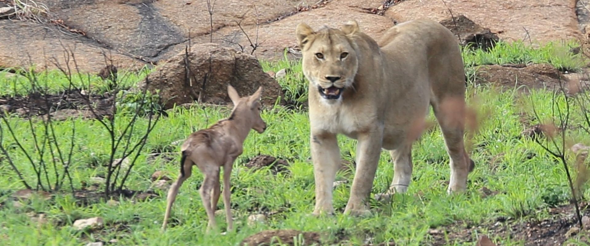 lioness hunting baby hartebesst at babanango game reserve