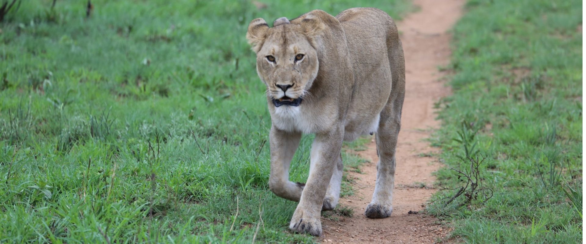 lioness on the hunt aat babanango game reserve