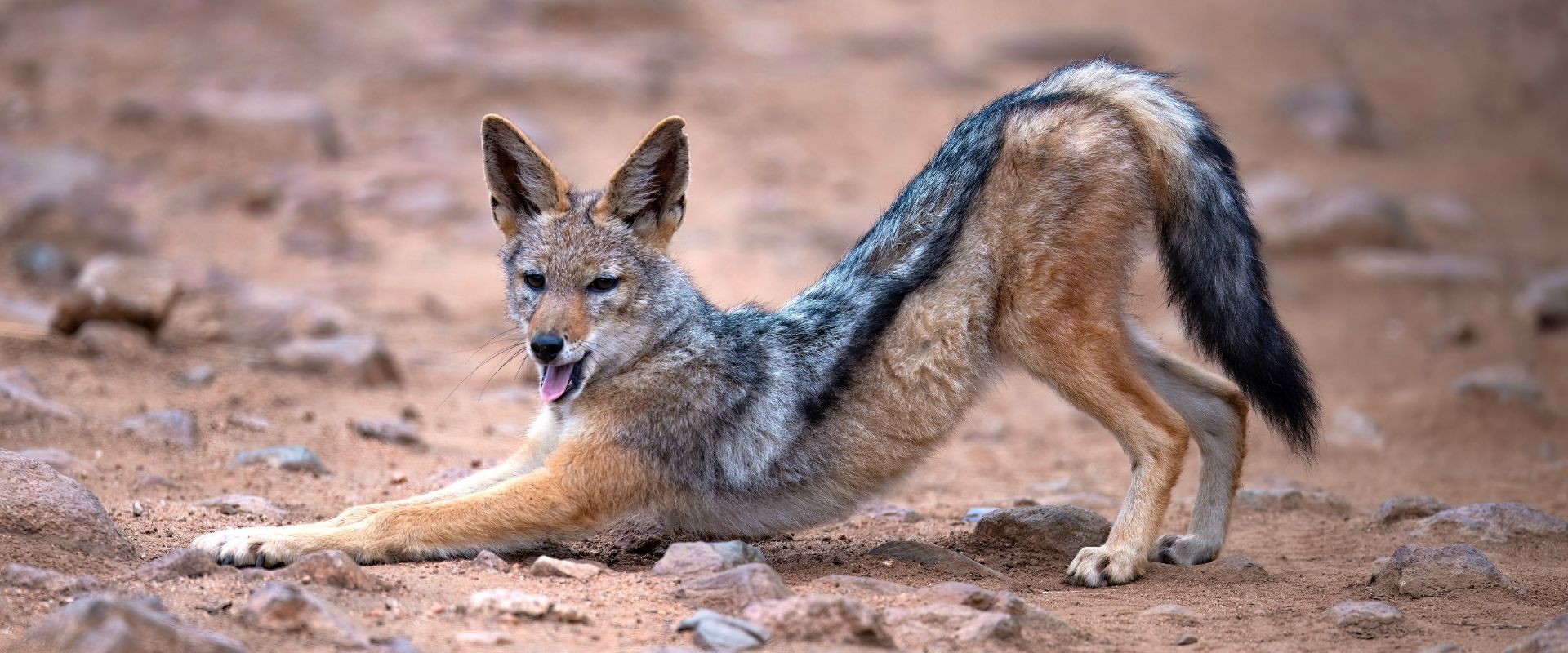 winter wildlife spotting at babanango game reserve