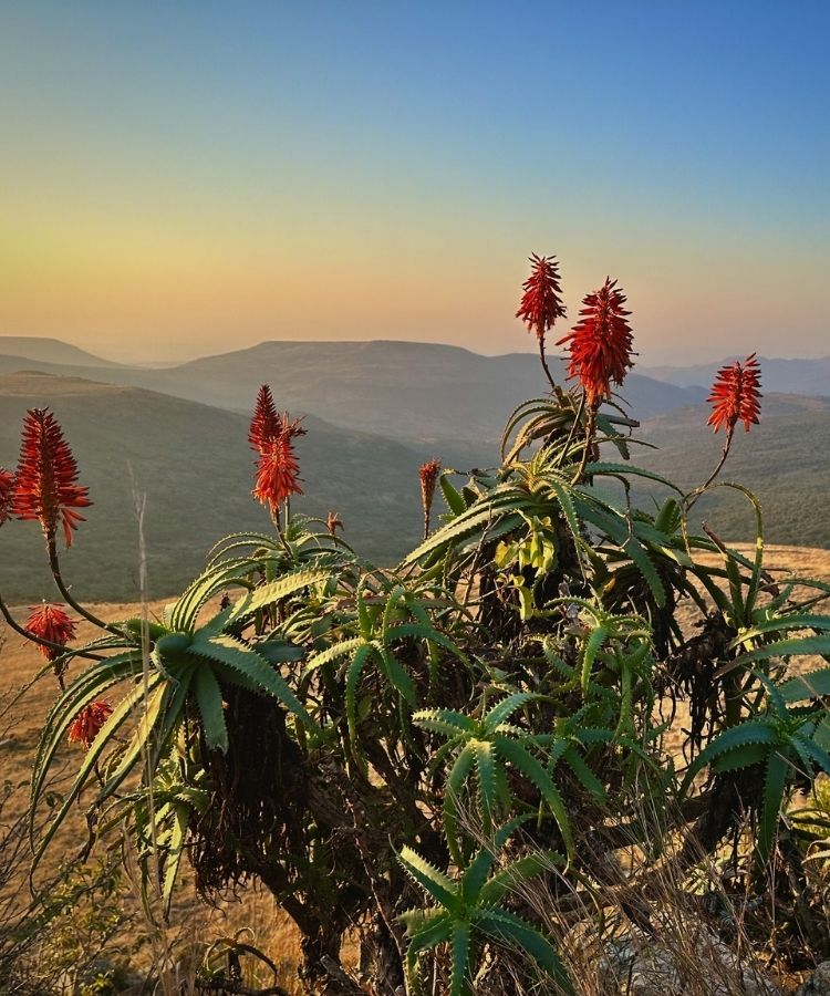 aloes in bloom at babanango game reserve