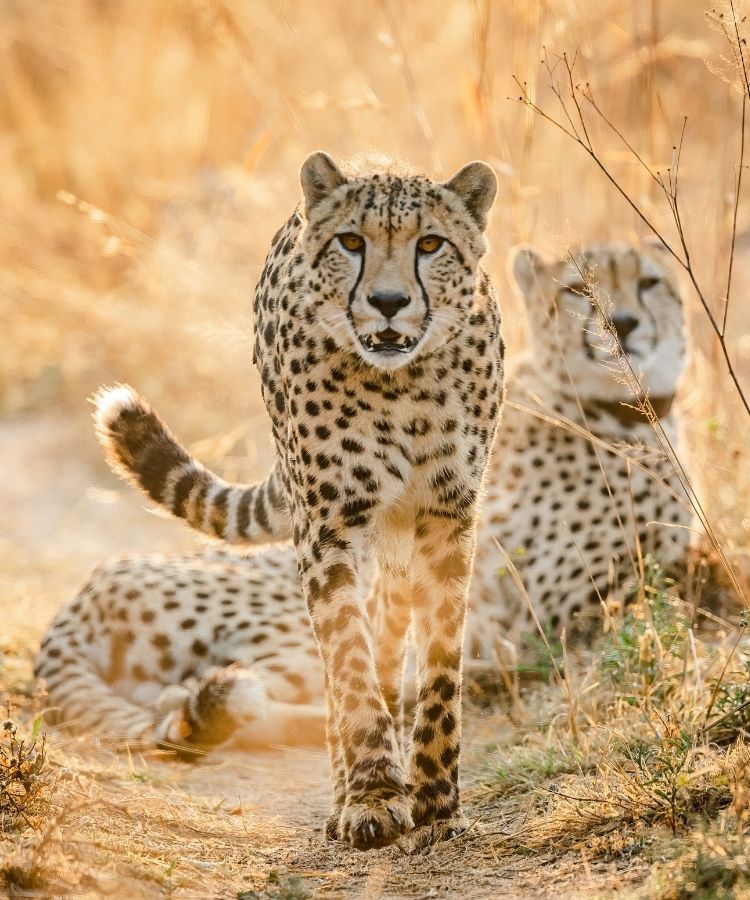 cheetah pair siting at babanango game reserve