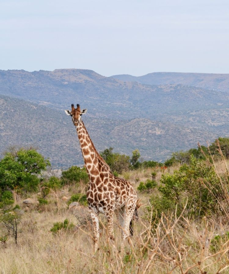 giraffe in winter landscape at babanango game reserve