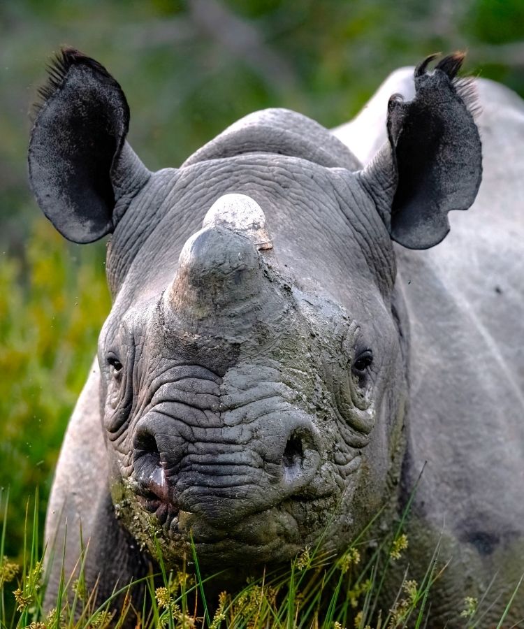 dehorned rhino at babanango game reserve