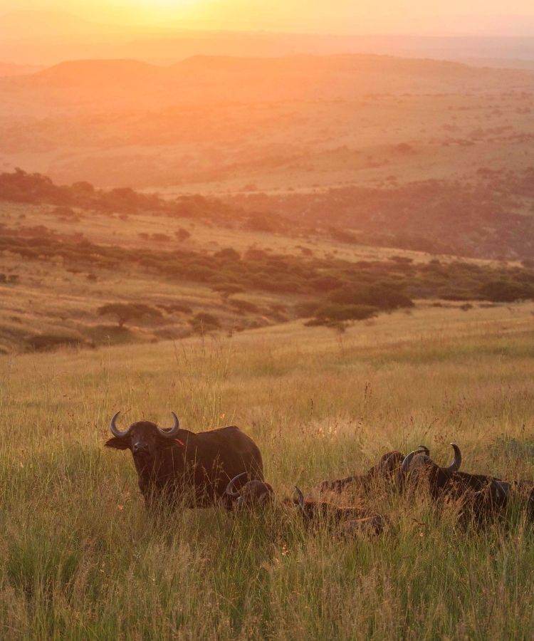 summer sunsets at babanango game reserve