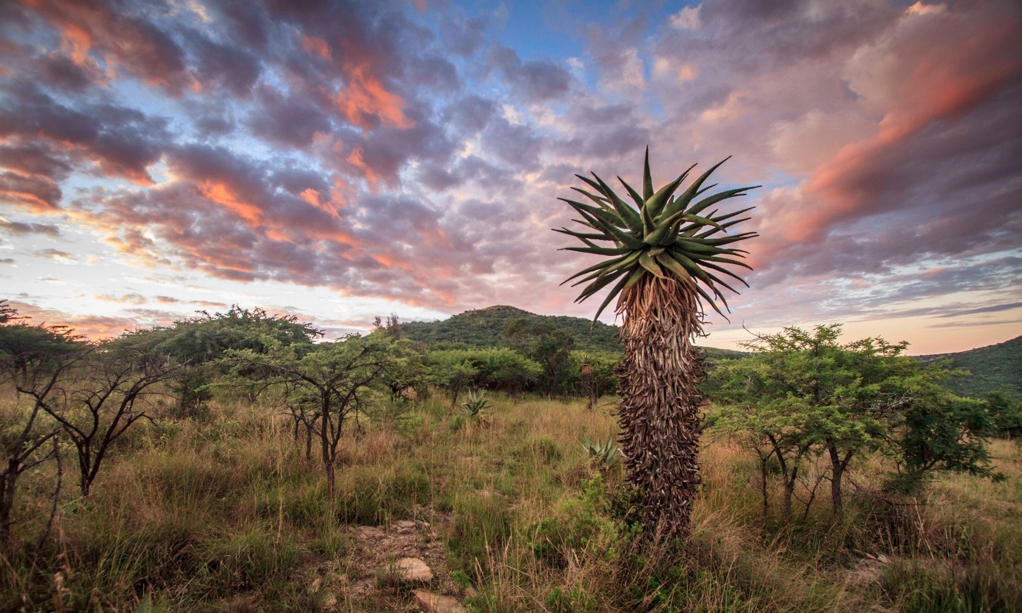 aloe viewing at babanango madwaleni river lodge
