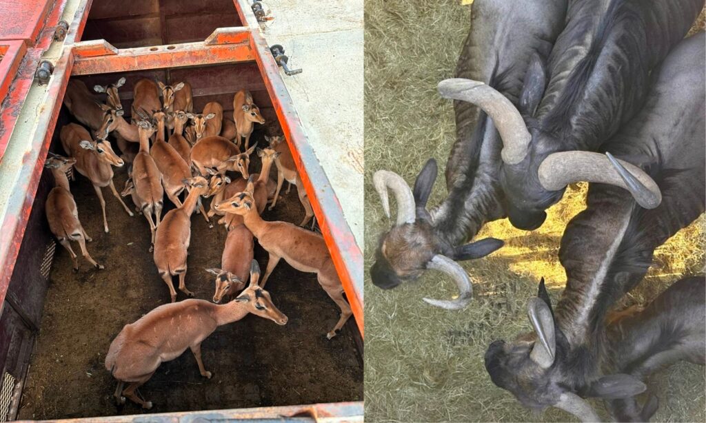 impala and blue wildebeest release at babanango game reserve
