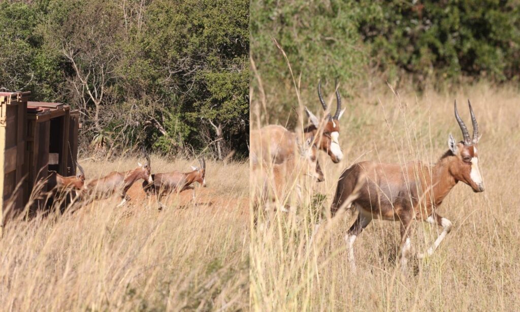 blesbok release at babanango game reseve