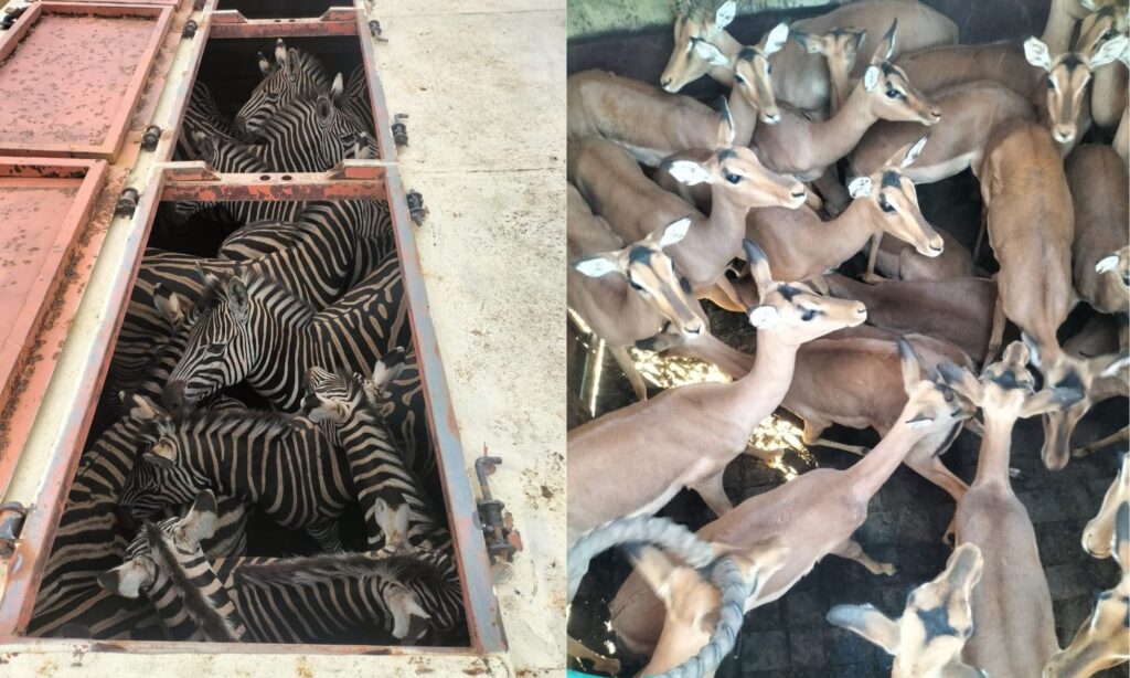 zebra and impala release at babanango game reserve