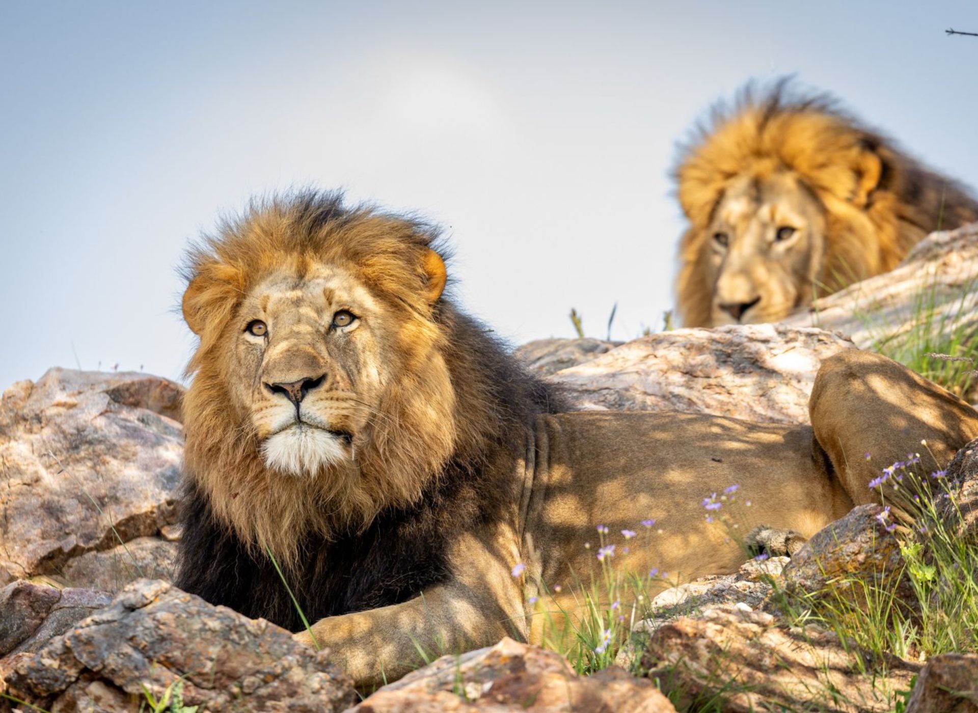 understanding lion behaviour at babanango game reserve