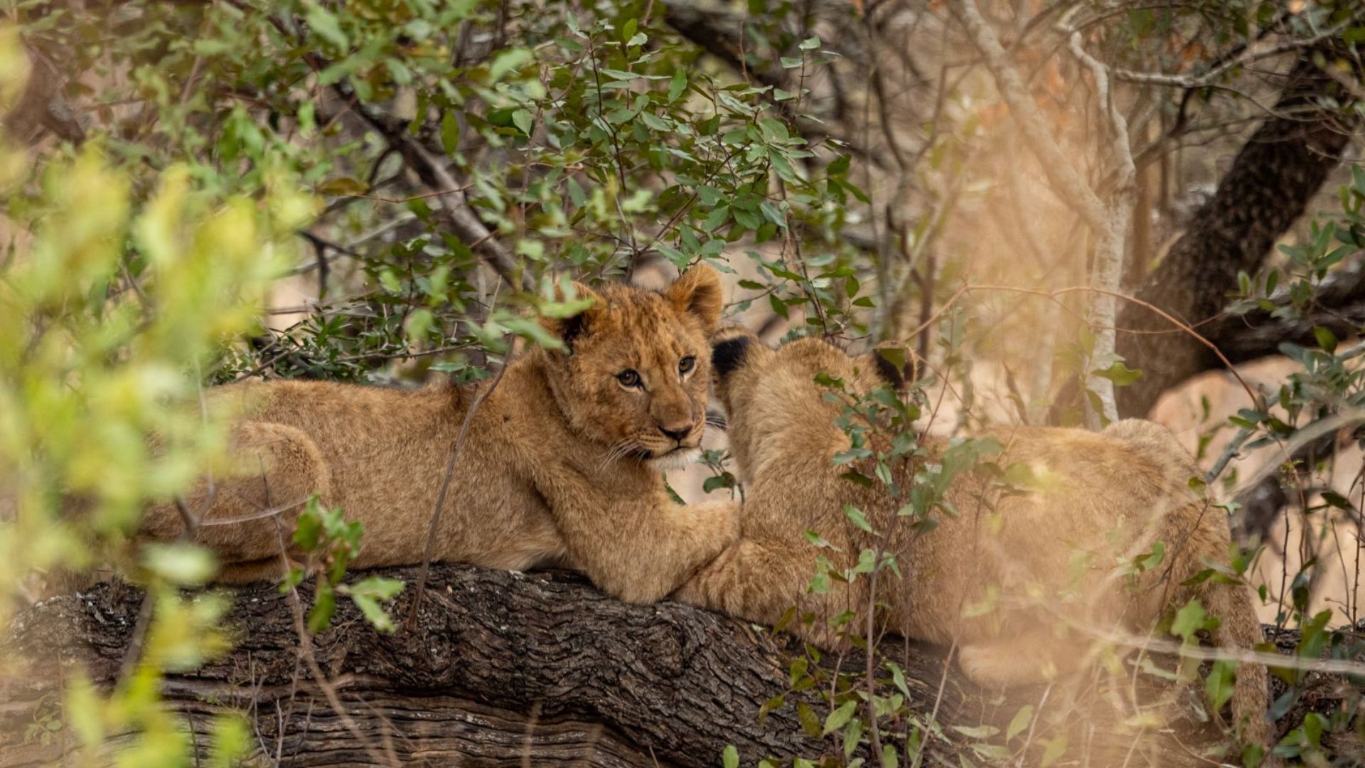 lion cubs at babanango game reserve