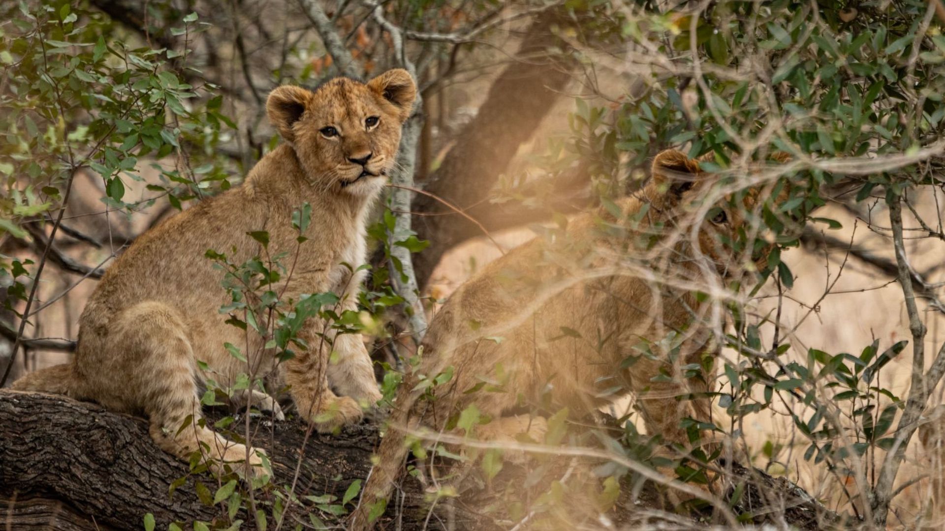 lion cubs in a tree