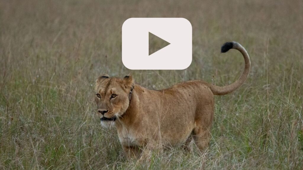 lion release at babanango game reserve
