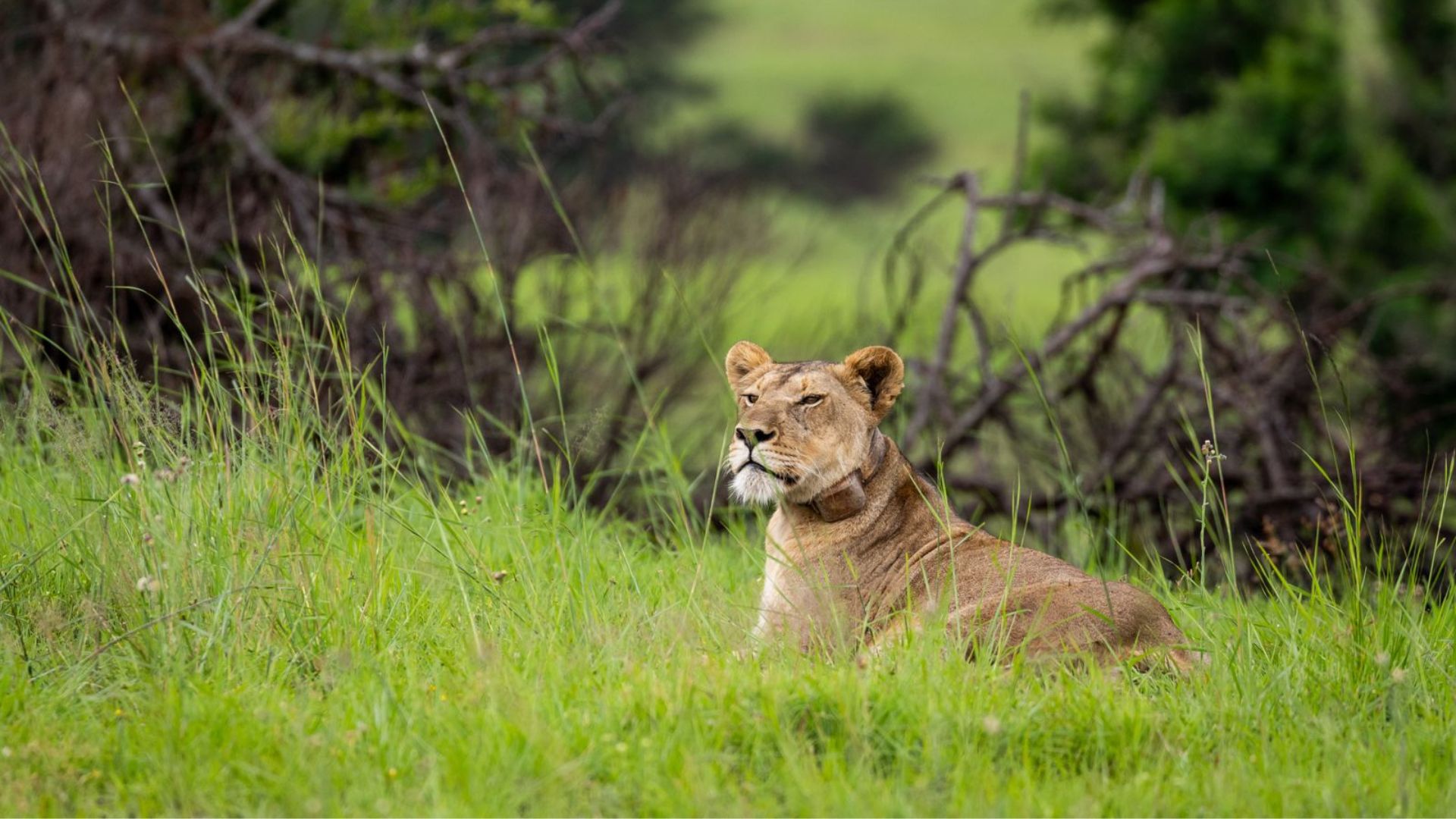 lioness in the grass at babanango game reserve