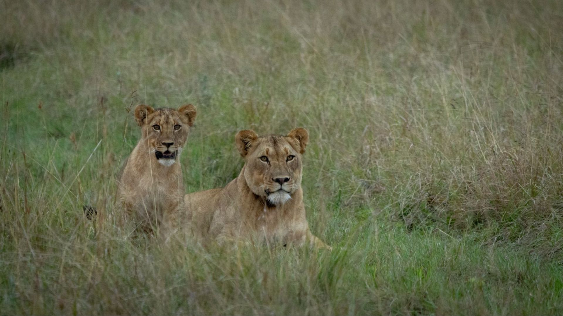 lioness with cub at babanango game reserve