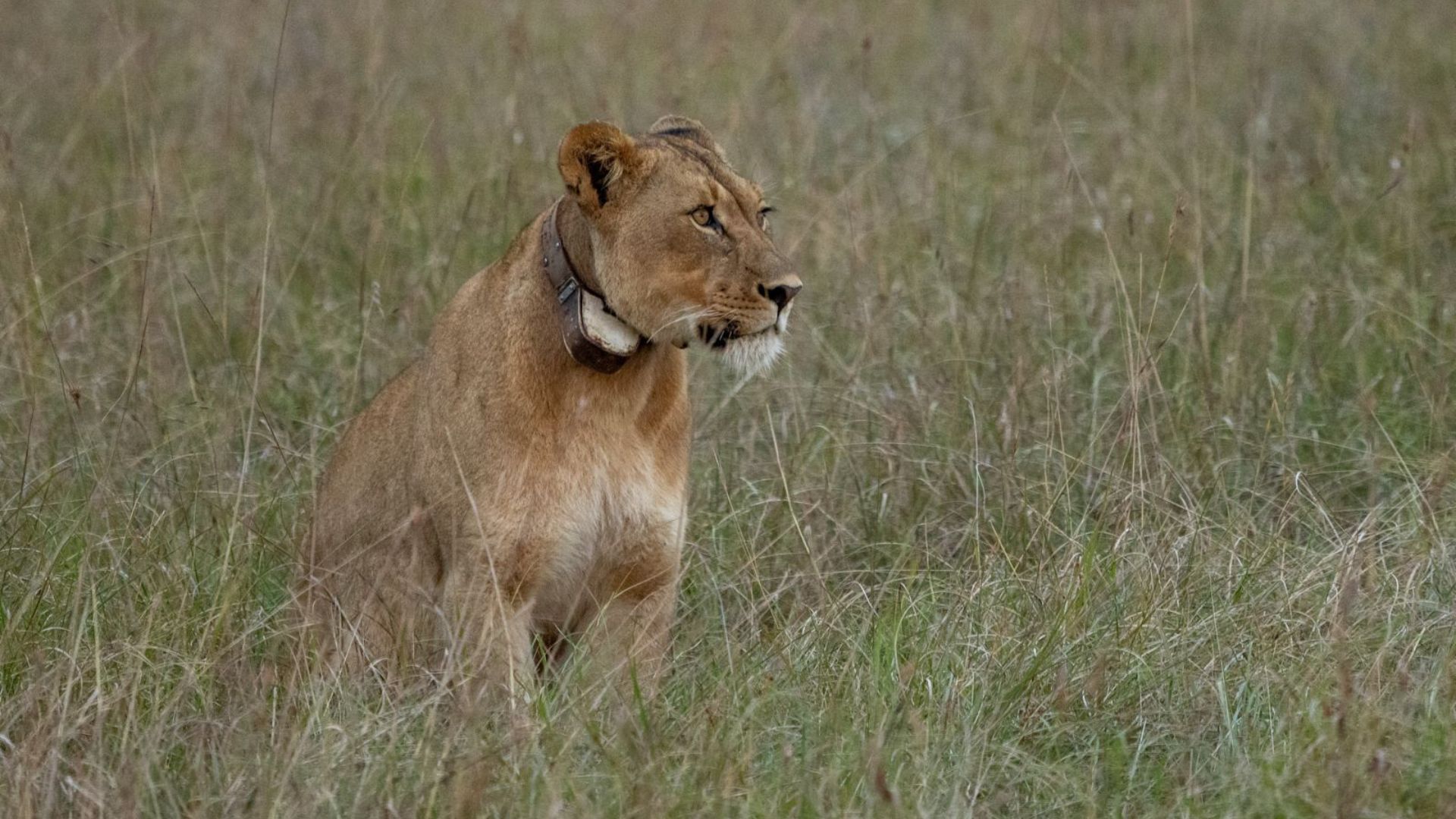 lioness on the hunt