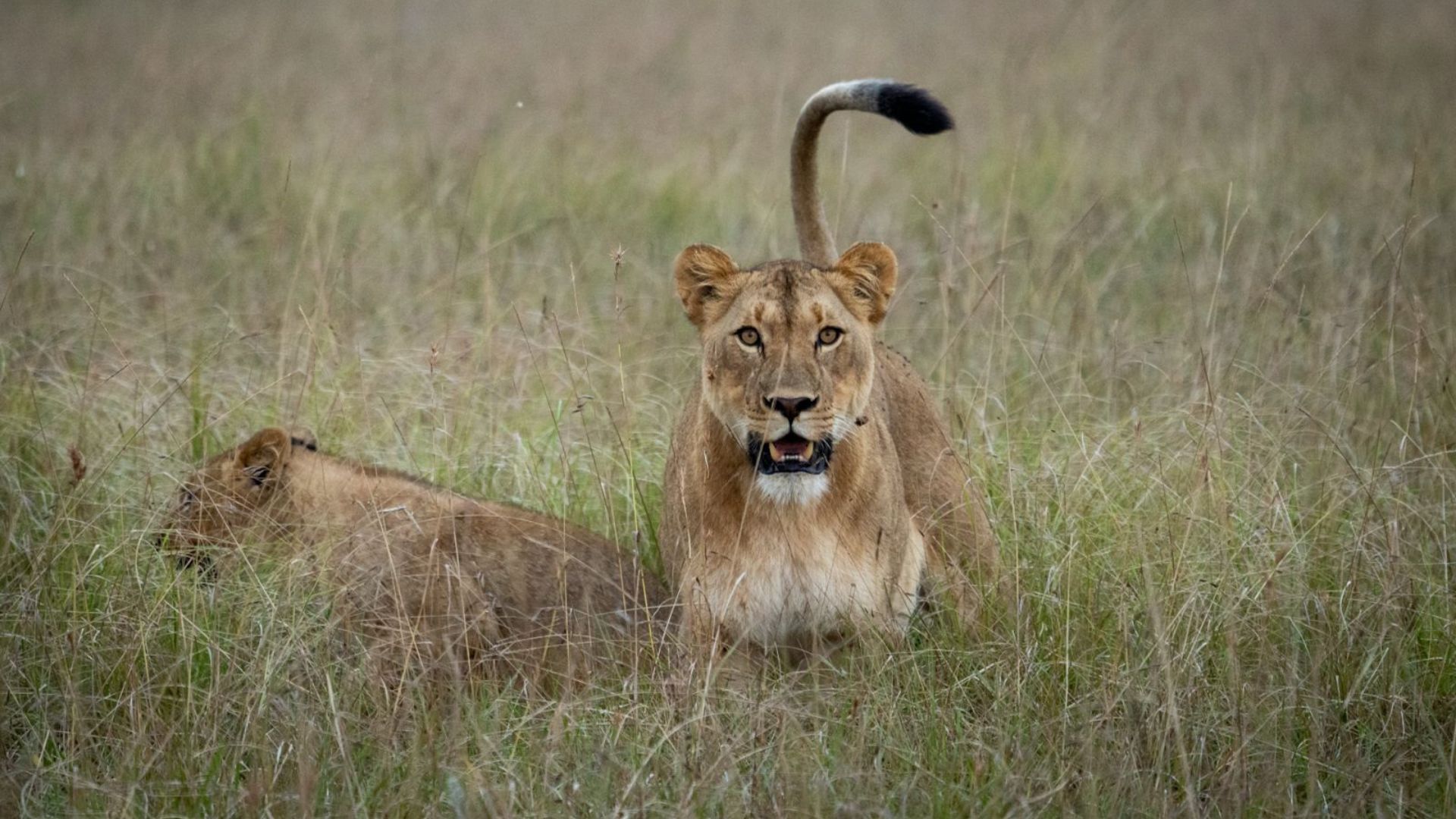 lioness and cub in long grass