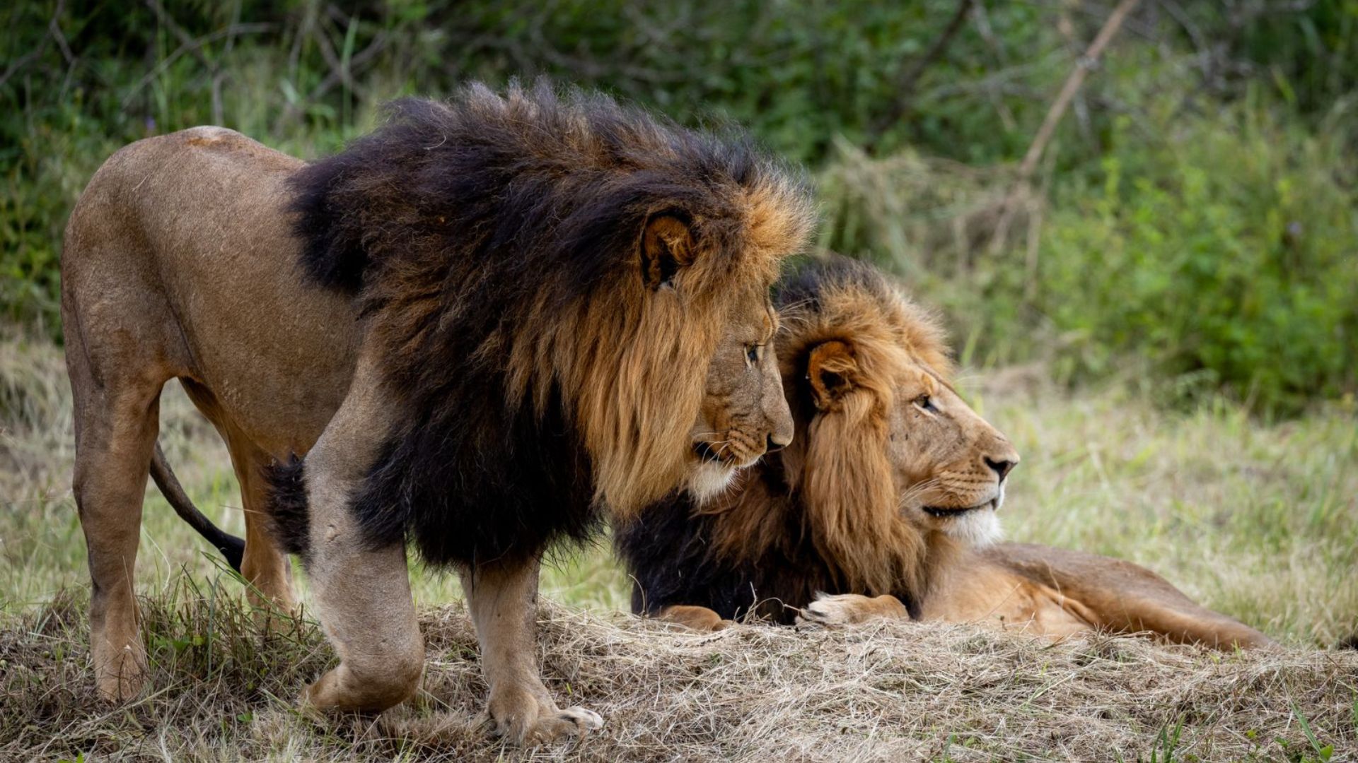 male lions at babanango game reserve