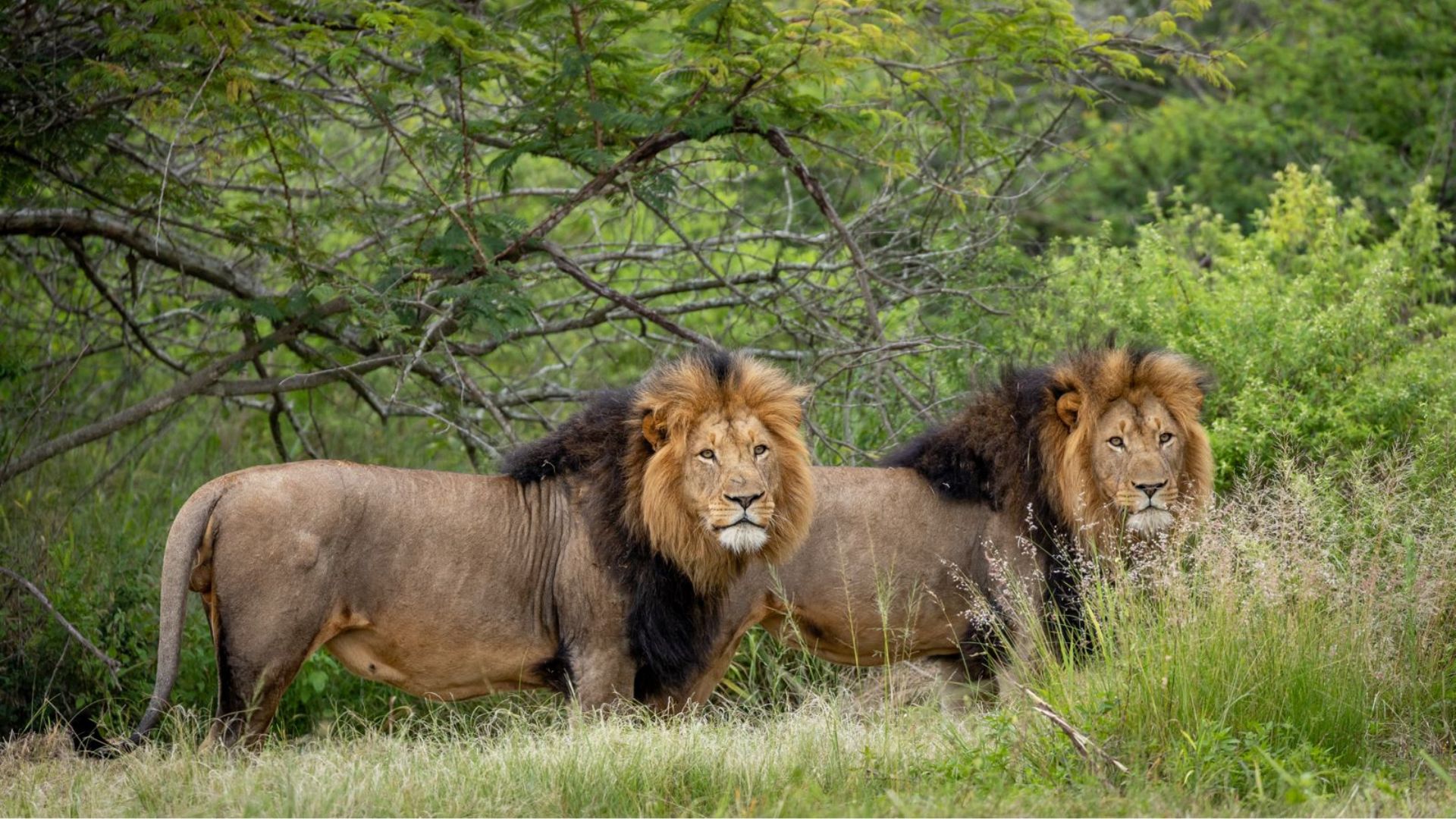 male lions at babanango game reserve