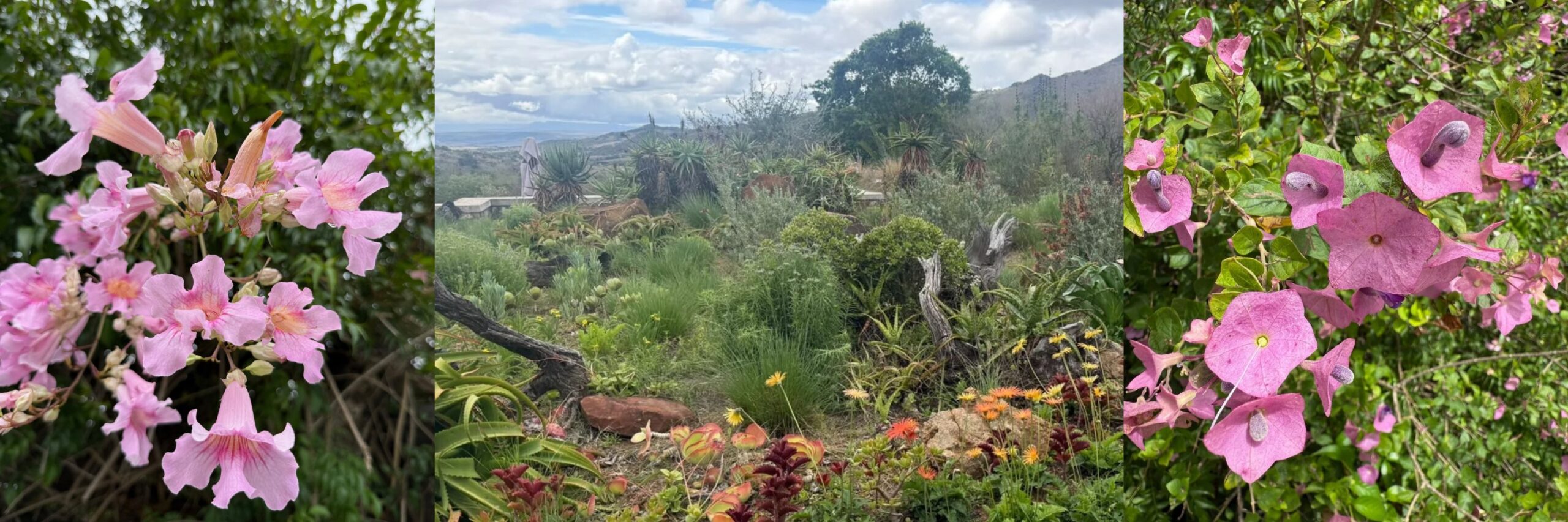babanango valley lodge gardens in bloom