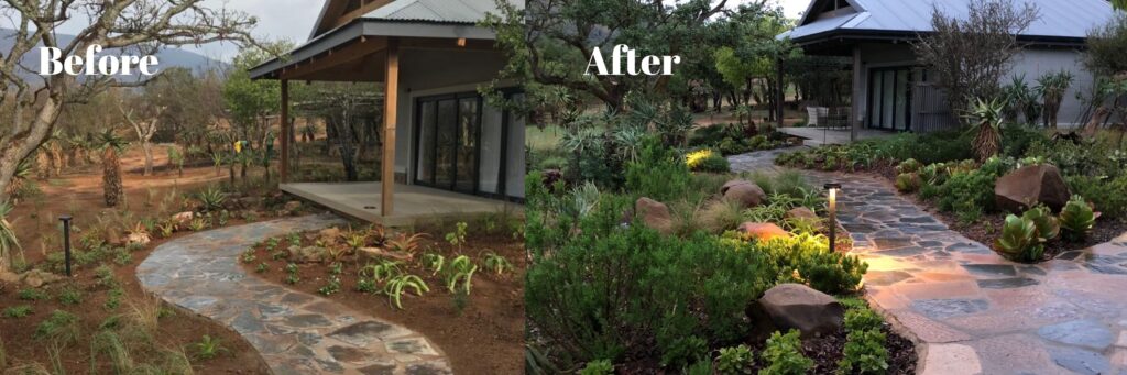 before and after of the babanango valley lodge gardens